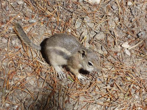Chipmunk Chipmunk