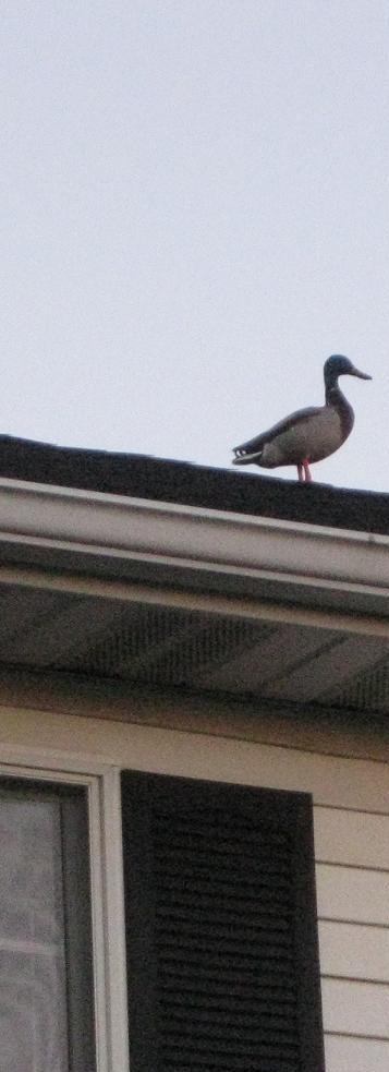 look on my duck, ye mighty, and despair