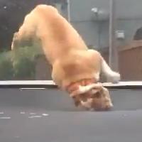 There's just something about the love between a dog and a bouncy surface.