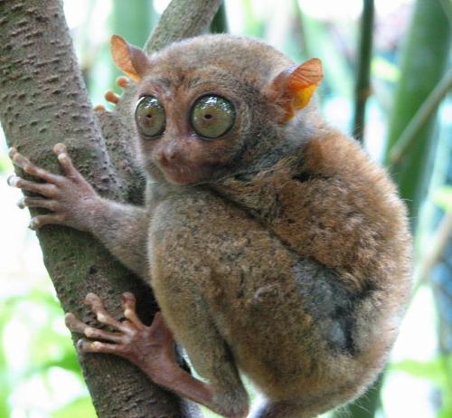 Tarsier1