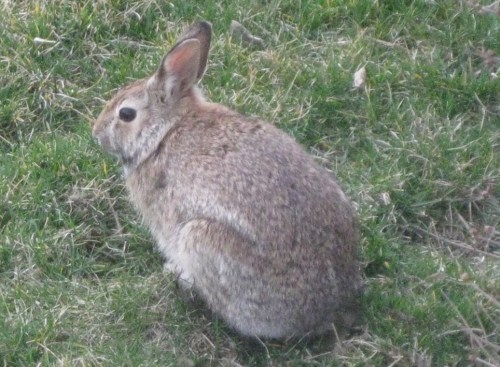 A non-helping animal. I photographed him in my yard last Sunday, contributing nothing to society.