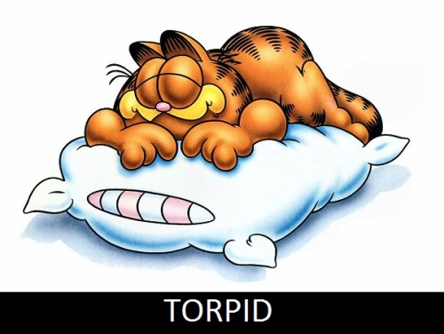 torpid