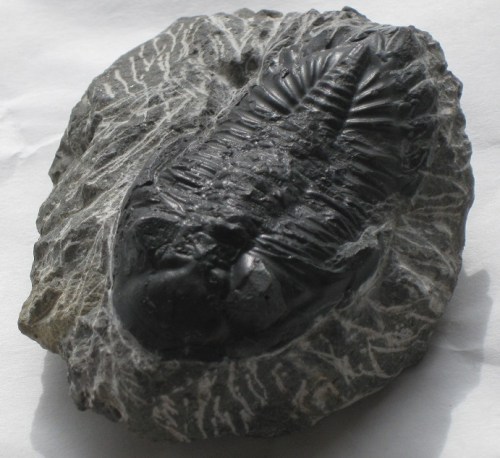 The state fossil of Ohio, narrowly beating out such competition as "Can we even think of any other fossils?" and "Nobody cares."