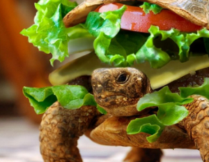 turtleburger