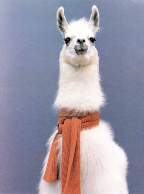 llama original
