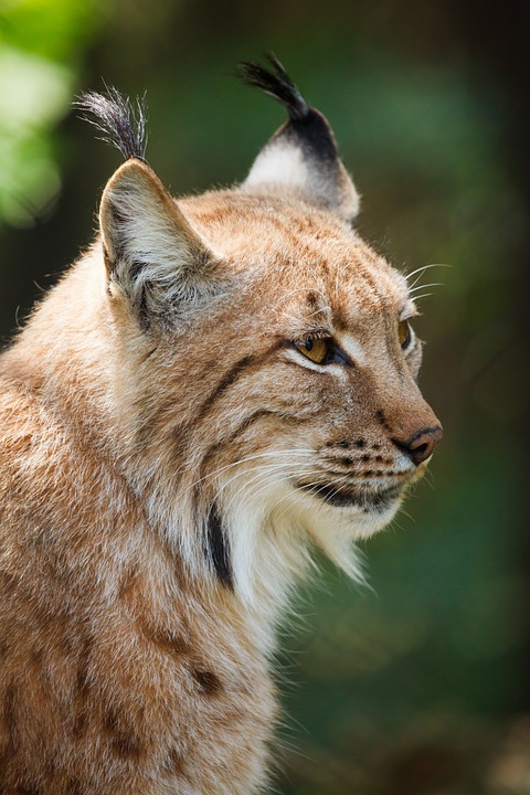 lynx